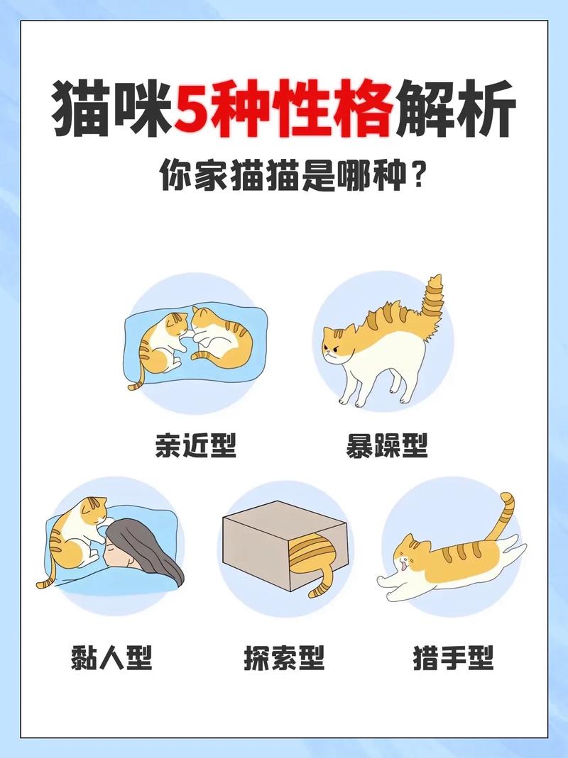 猫咪的战斗之声，解析猫科动物间的和平竞赛