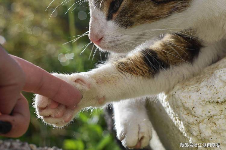 猫咪的尖锐爪子，隐藏的秘密武器