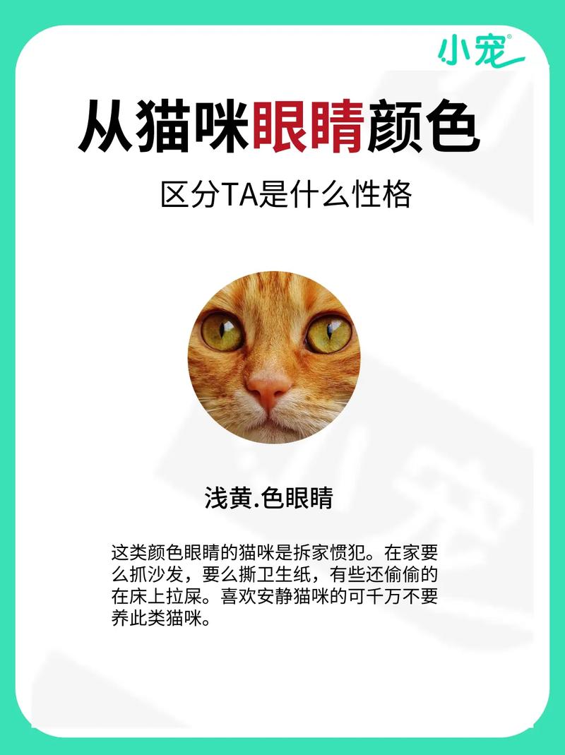 揭秘猫咪明亮瞳眸的秘密——解析正常猫咪眼球