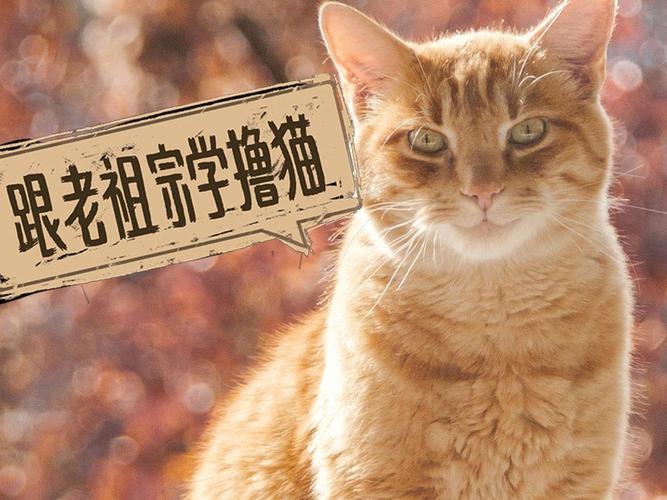 猫咪如何成为你生活中的最佳拍档