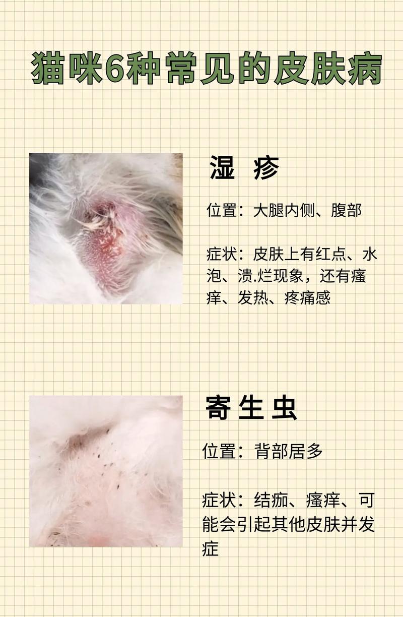 猫咪缺钙导致皮肤问题的那些事儿