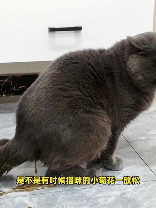 猫咪与菊花，一见如故的悲剧