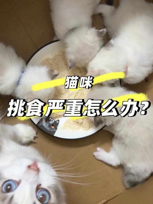 猫咪不吃鹌鹑，如何应对猫咪挑食问题