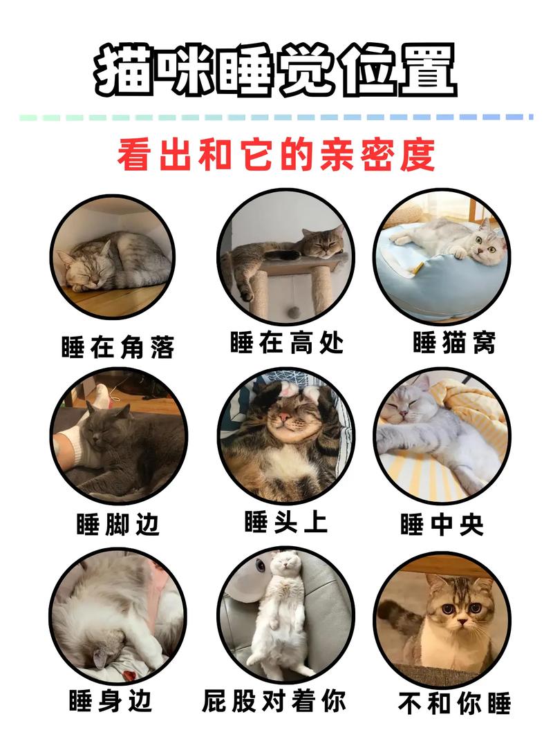 猫咪的深度睡眠，探索宠物猫的秘密世界