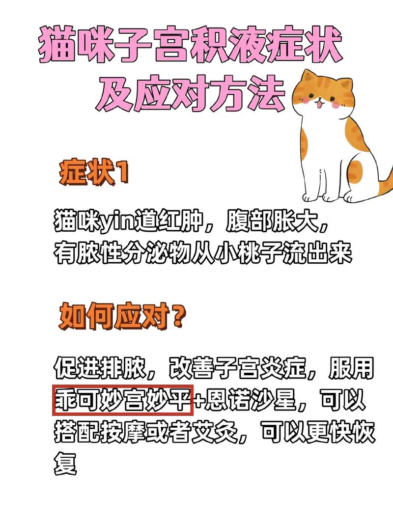 揭秘猫咪尿道黑的真相，常见问题与解决策略