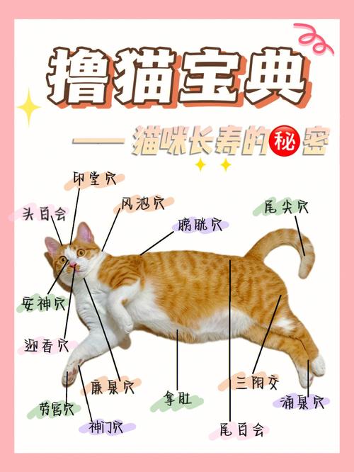 猫咪打针区域，为爱宠减轻痛苦的温馨守护