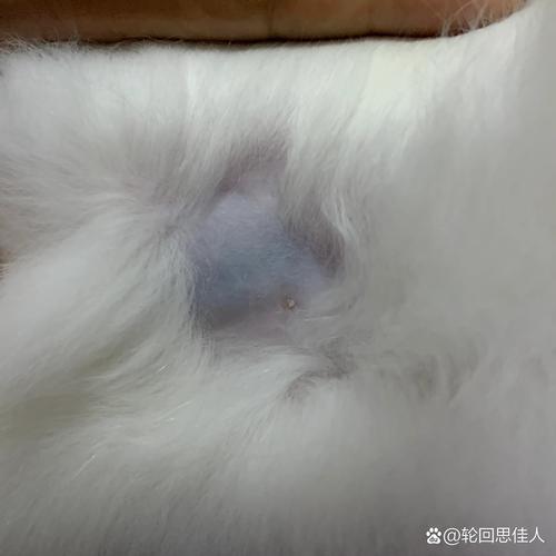 揭秘猫咪腹部秃毛的秘密