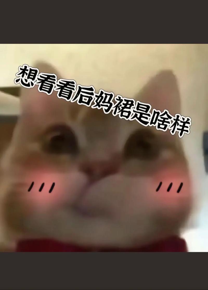 猫咪的渴望，一场灵魂深处的交流