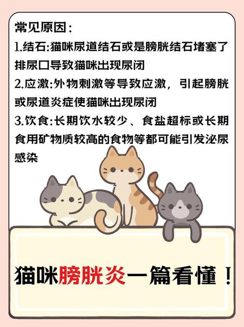 猫咪膀胱出血，如何及时识别与治疗