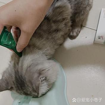 揭秘猫咪身上的白色蠕虫——如何守护你的毛茸伙伴