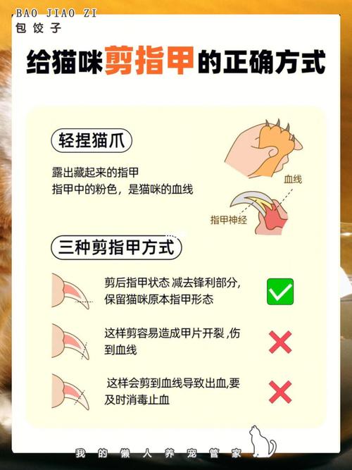 猫咪指甲变灰？了解可能的原因和解决之道