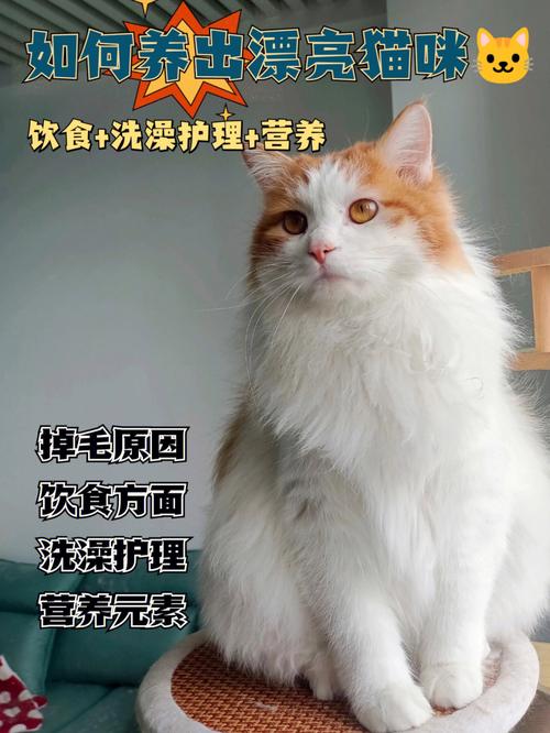 猫咪饮食禁忌全解析，让爱宠远离食物陷阱