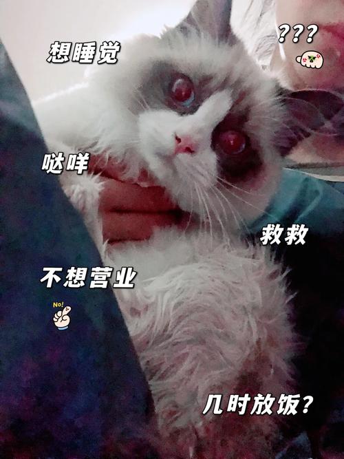 猫与蟑螂，一场较量的启示