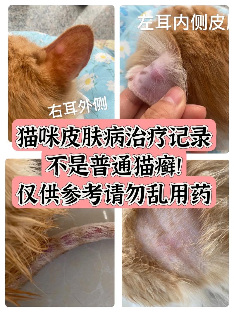 猫咪佝偻症，如何识别与治疗