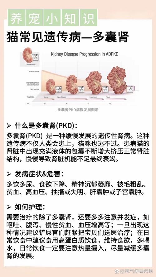 猫咪肾炎引发的呕吐症状，了解和应对