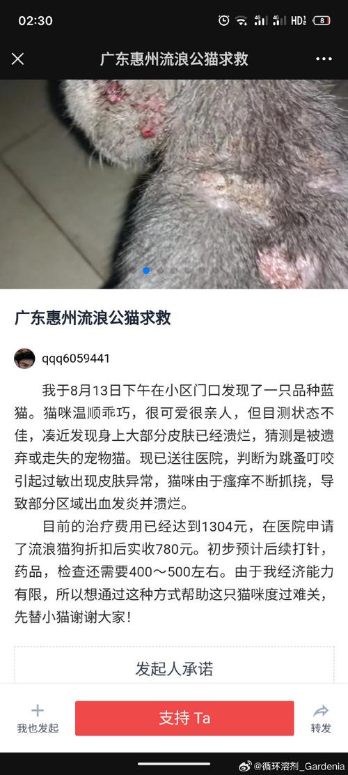 猫咪误吞药片，气管阻塞的危机与求救之道