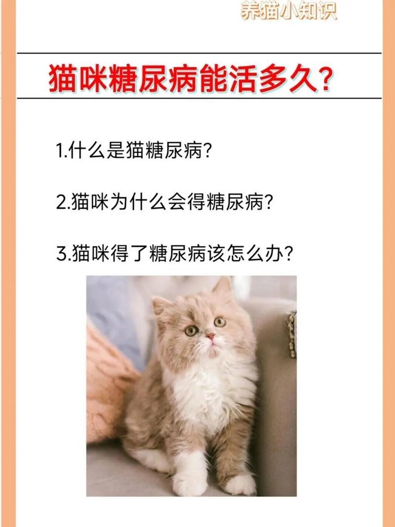 猫咪的健康小秘密，为何猫咪容易生病？