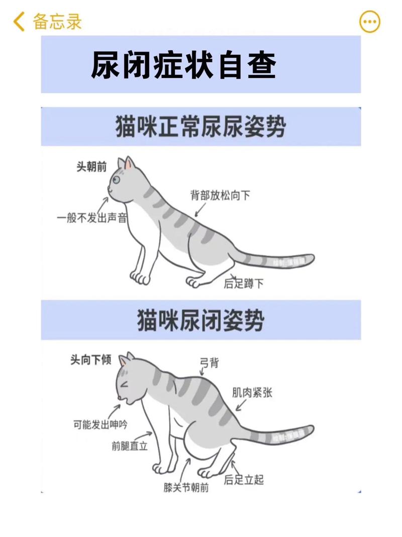 轻松搞定猫咪排便难题，一招教你正确引导猫咪上厕所