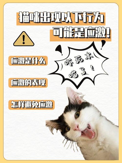 猫咪避免应激，快乐生活从科学管理开始