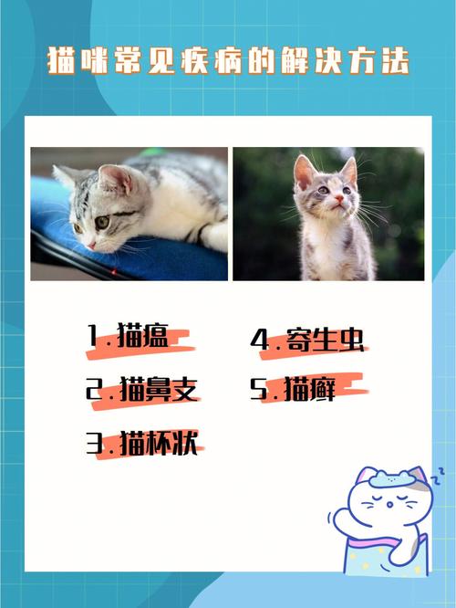 猫咪的常见疾病与急救小知识