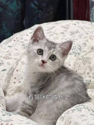 成长的足迹，从毛茸茸的新生到优雅的成猫