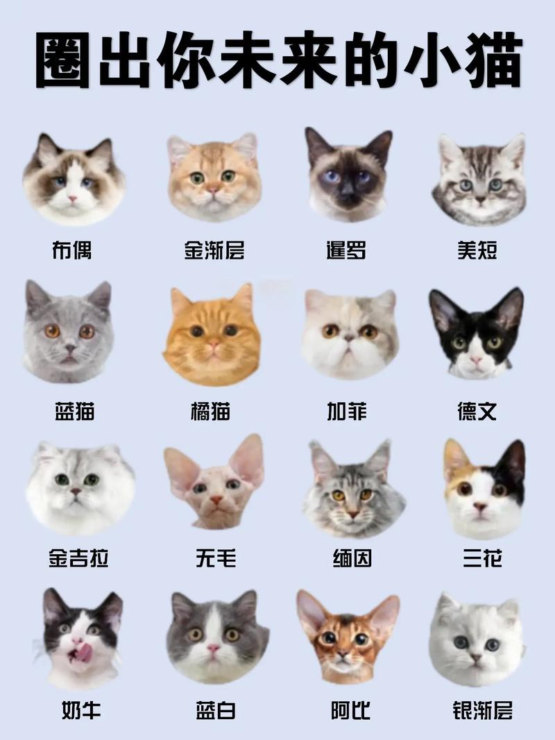 探索五大普通猫咪品种的魅力