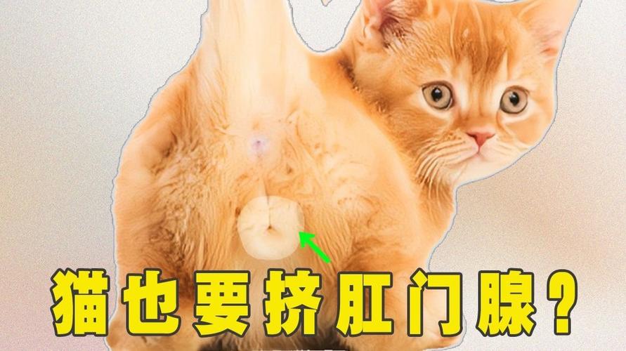 猫咪的菊花腺，揭秘毛茸茸小可爱背后的神秘腺体