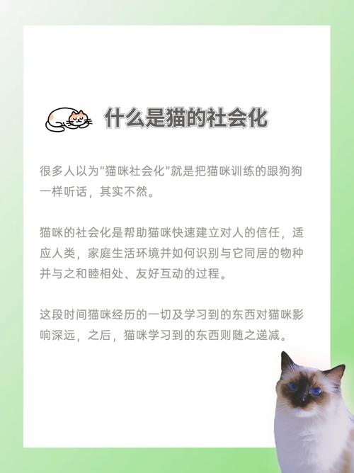 猫咪相处全指南，打造和谐家庭猫群的艺术