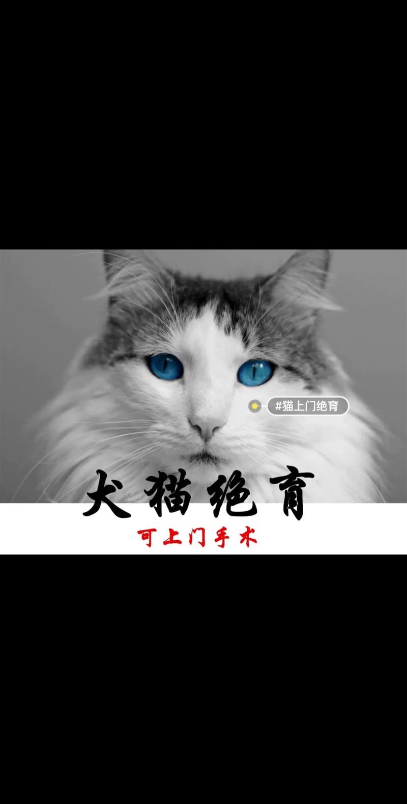 猫咪绝育，给爱宠更健康的生活