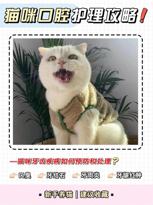 猫咪不爱刷牙？教你轻松解决口腔问题