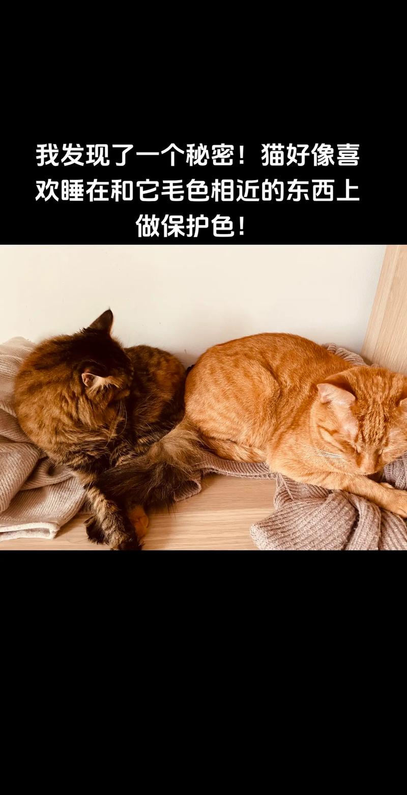 探索猫咪白色泡沫背后的秘密