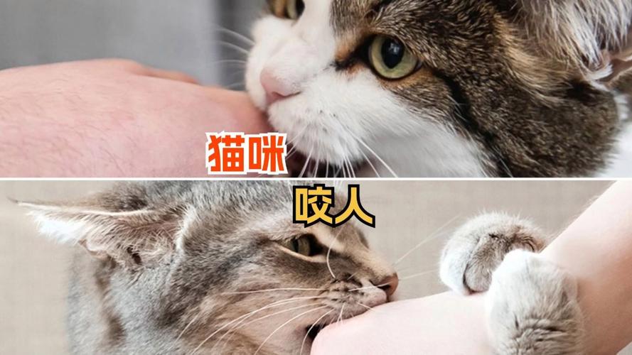 猫咪为何会发狂咬人？探索背后的真相与预防方法