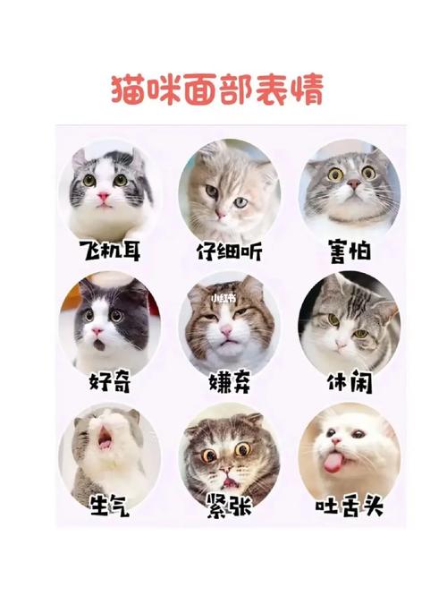 猫咪，一种文化的符号与情感的寄托