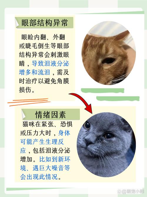 猫咪流泪病毒，了解与预防