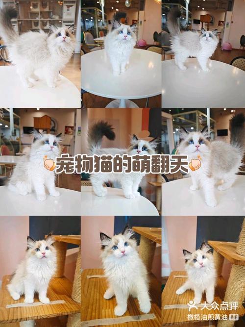 猫咪堕胎针，温柔与残酷并存的抉择