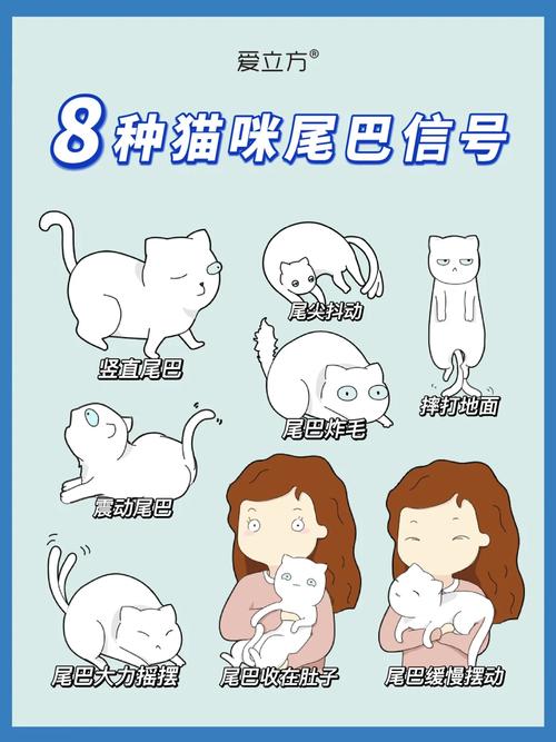 猫咪尾巴的健康，常见问题与护理指南