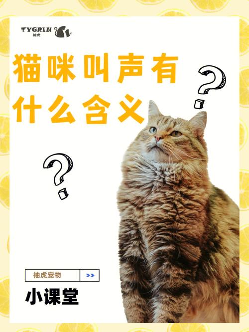 猫咪的喵喵叫，人类与宠物之间的秘密沟通