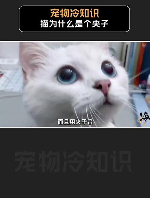 猫咪的神秘歌声，探索其高频率叫声背后的秘密