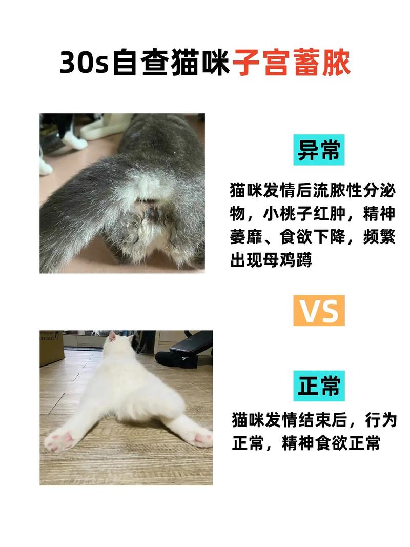 猫咪下边流脓，如何应对？