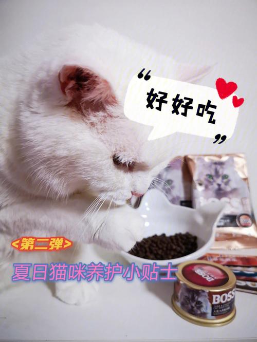 夏日酷暑，猫咪饮食小贴士