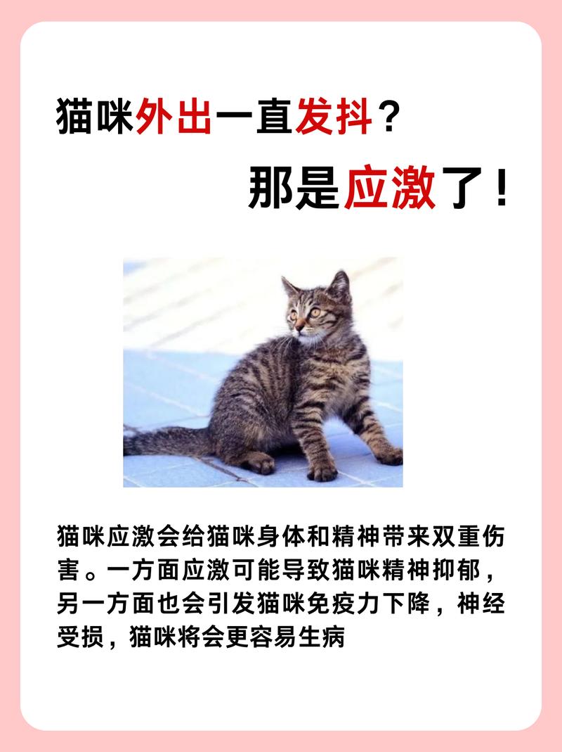 猫咪频繁发抖，为何？