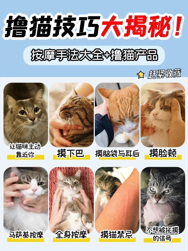 揭秘猫咪的智慧与舒适——密封伸缩猫咪用品