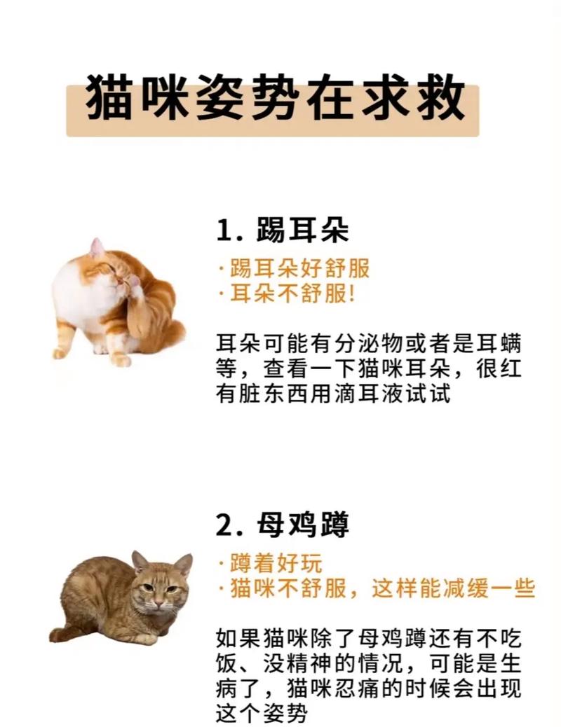 猫咪颤抖还叫，如何解读它们的求救信号