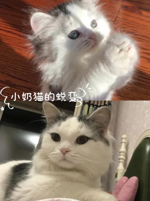 揭秘猫咪与牛奶的秘密——一场有趣的互动游戏