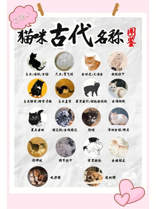 从古至今的猫文化，驯养史上的独特篇章