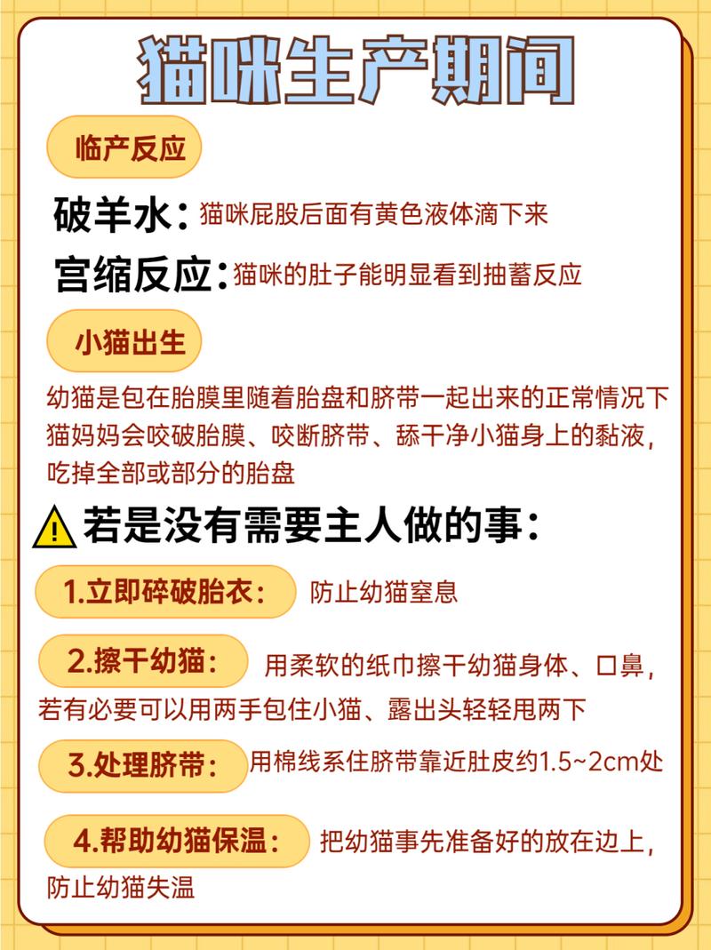 猫咪怀孕的干燥期，如何照顾和护理