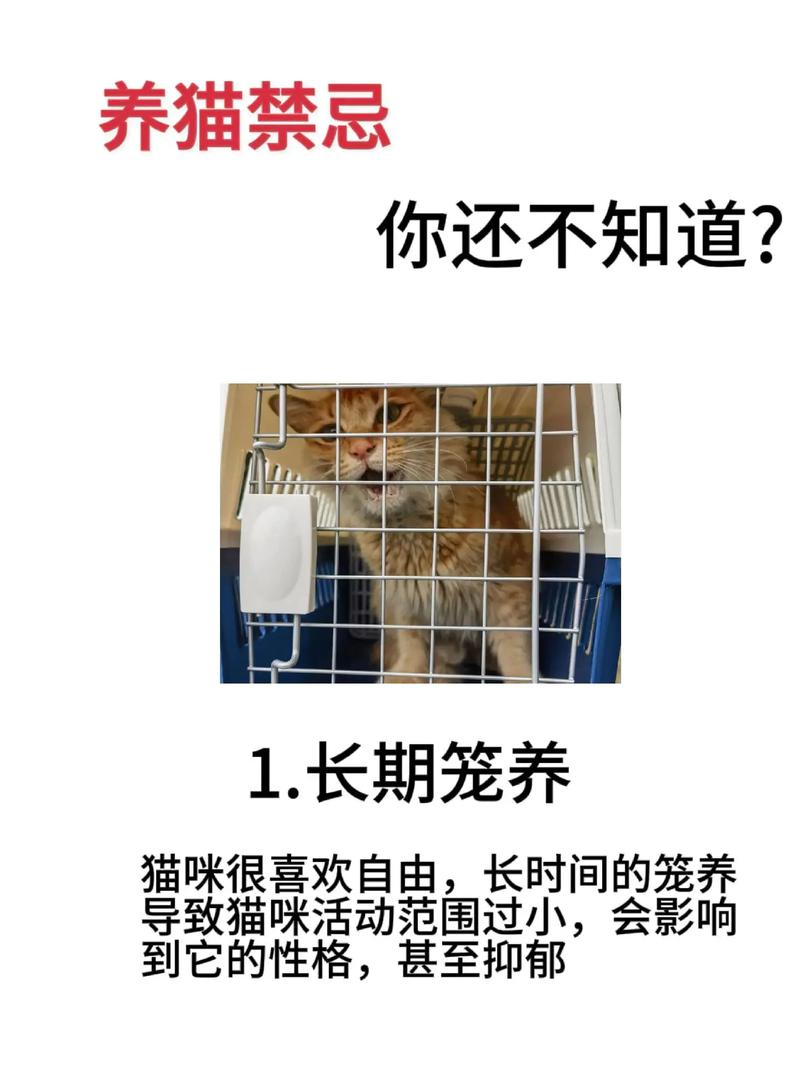 让养猫不再难