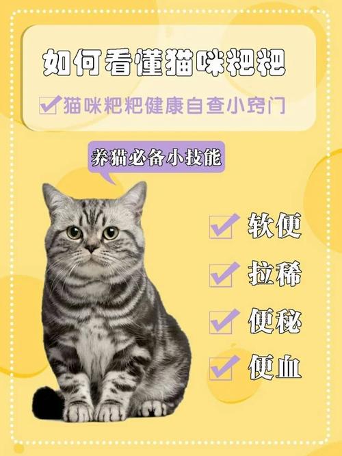 揭秘猫咪私密处健康，如何识别和保持肛门区域的清洁与舒适