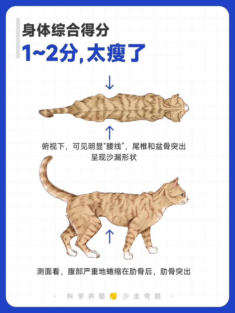 猫咪下肢肥胖，如何科学管理你的爱宠体重