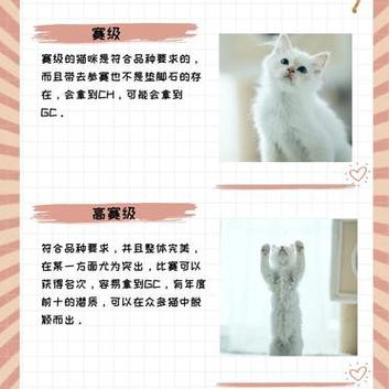 猫咪繁殖，如何负责任地繁育爱宠